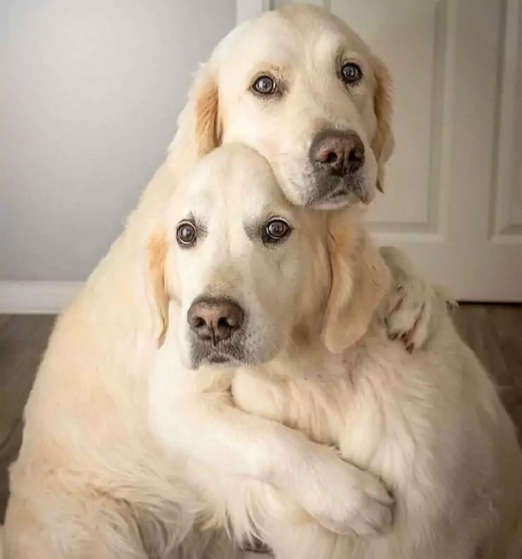 hunde gefunden