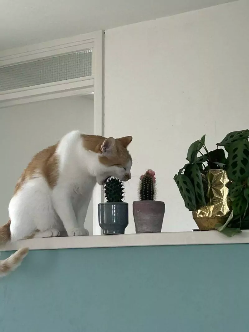Das wird der Katze nicht schmecken, der Kaktus katze kaktus