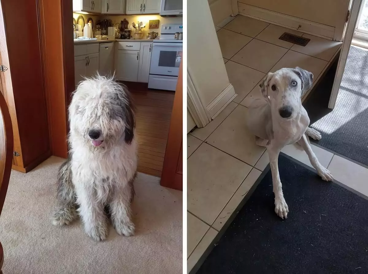 Mit dem Hund zum Hundefriseur gehen hund friseur