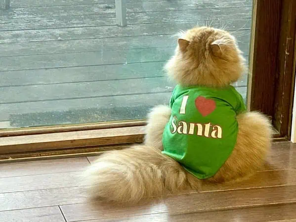 Auch Katzen lieben den Weihnachtsmann katze santa