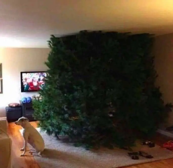 Weihnachtsbaum zu groß fürs Zimmer baum zimmer