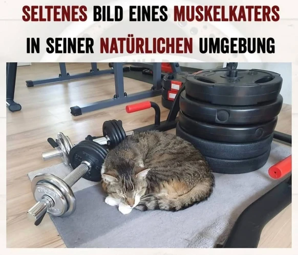 muskel kater