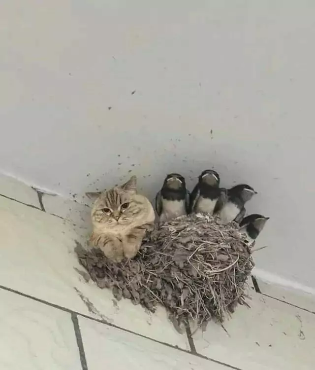 Katze im Vogelnest bei den Vögeln katze vogel