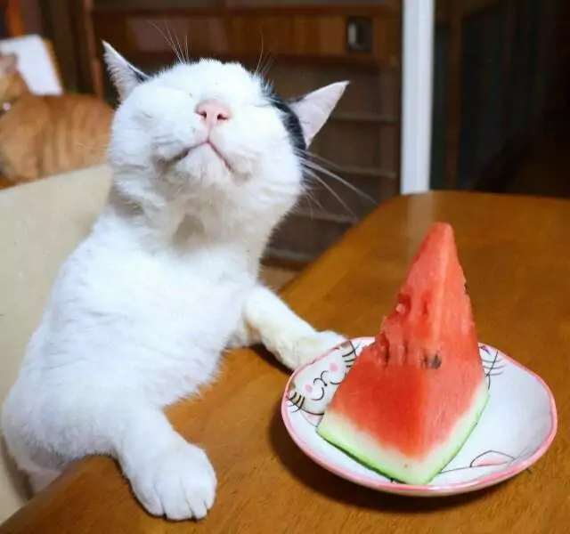 katze wassermelone