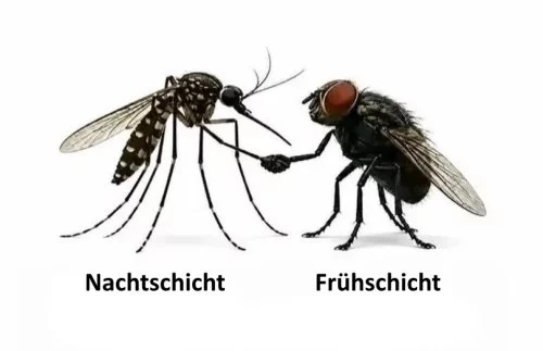 fliegen
