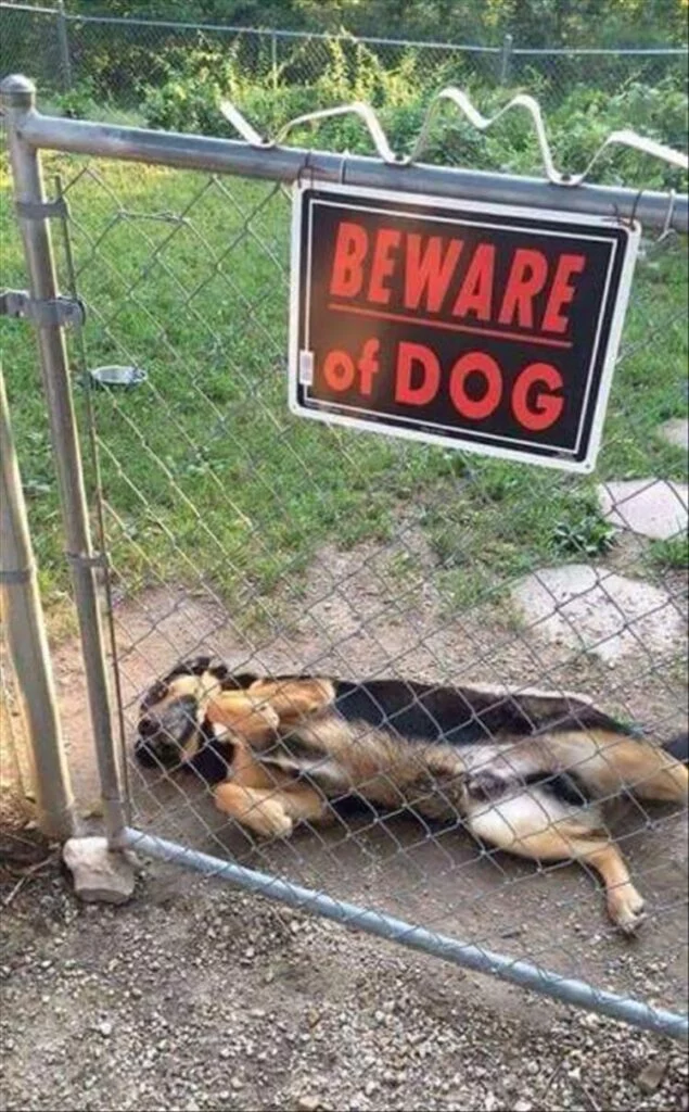 gefaehrlicher-hund