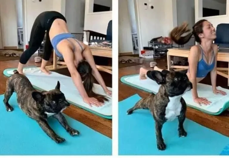 hundesport-mensch