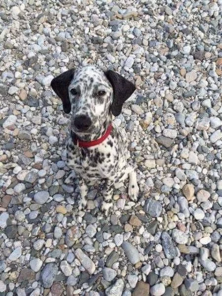 hund wo