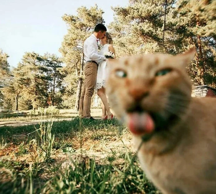 Katzen müssen sich immer in den Vordergrund drängeln katze-bild
