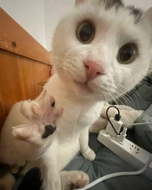 katze fusspflege