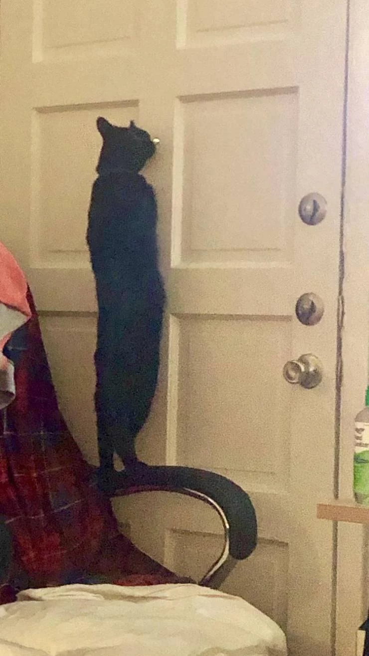 katze spion
