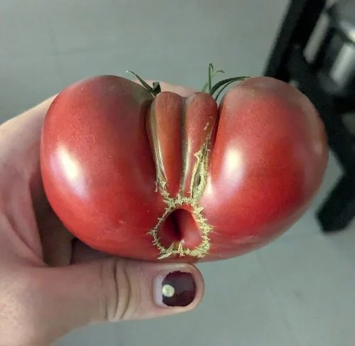 Manchmal kann die Natur verrückt sein hot-tomate