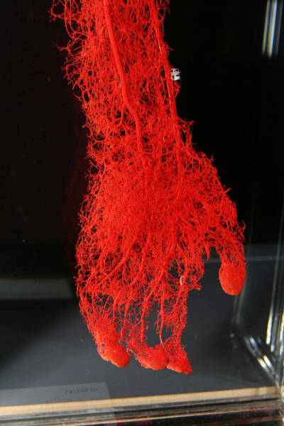 blutgefaese hand